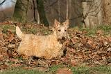 SCOTTISH TERRIER 110